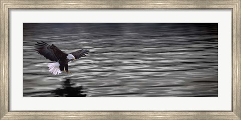 Framed Eagle over water Print