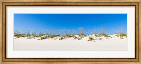 Framed Sand dunes on Gulf Of Mexico, Orange Beach, Baldwin County, Alabama, USA Print