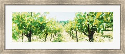 Framed Close up of Vines, Napa Valley, California Print