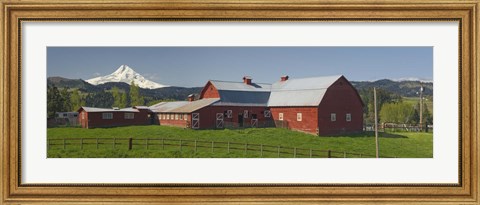 Framed Barns in field with mountains in the background, Mt Hood, The Dalles, Oregon, USA Print