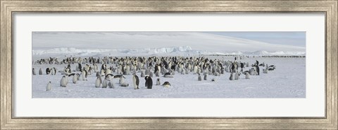 Framed Emperor penguins (Aptenodytes forsteri) colony at snow covered landscape, Snow Hill Island, Antarctica Print