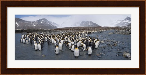 Framed King penguins colony, St Andrews Bay, South Georgia Island Print