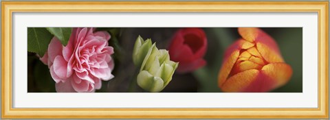 Framed Details of Colorful Tulip Flowers Print