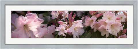 Framed Multiple images of pink Rhododendron flowers Print