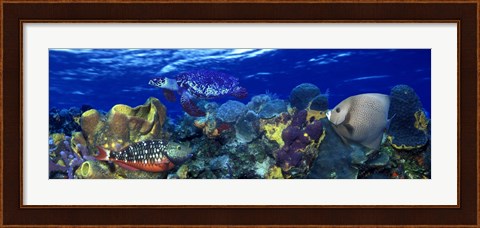 Framed Stoplight parrotfish (Sparisoma viride) with a Hawksbill Turtle (Eretmochelys Imbricata) underwater Print