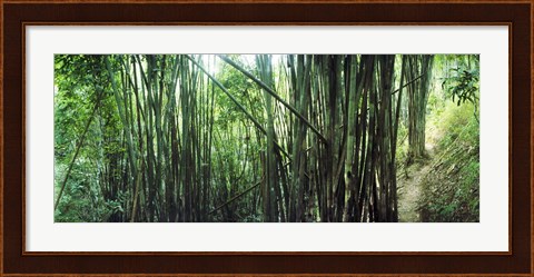 Framed Bamboo forest, Chiang Mai, Thailand Print