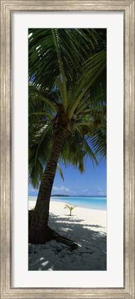 Framed Palm tree on the beach, Aitutaki, Cook Islands Print