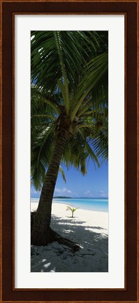Framed Palm tree on the beach, Aitutaki, Cook Islands Print