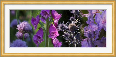 Framed Close-up of purple flowers Print