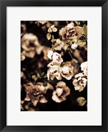 Framed Romantic Roses I Print