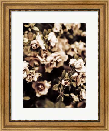 Framed Romantic Roses II Print