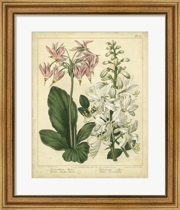 Framed Garden Flora IV Print