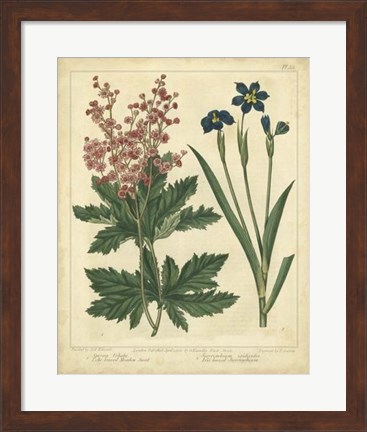 Framed Garden Flora VII Print