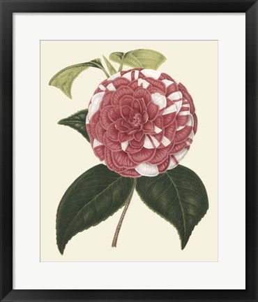 Framed Antique Camellia II Print