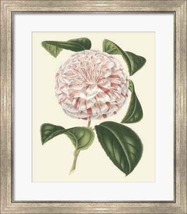 Framed Antique Camellia III Print