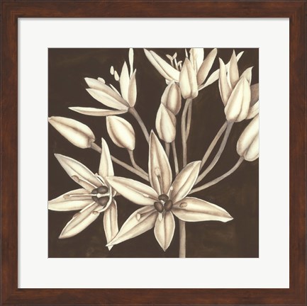 Framed Sepia Lily IV Print