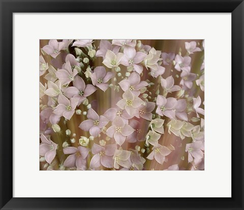 Framed Soft Floral II Print