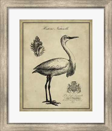 Framed Antiquarian Egret Print