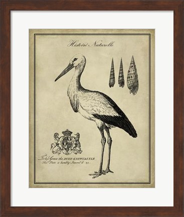Framed Antiquarian Stork Print