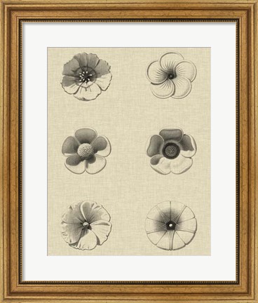 Framed Floral Rosette I Print