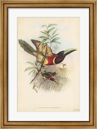 Framed Tropical Toucans III Print