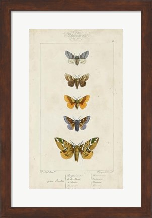 Framed Pauquet Butterflies IV Print