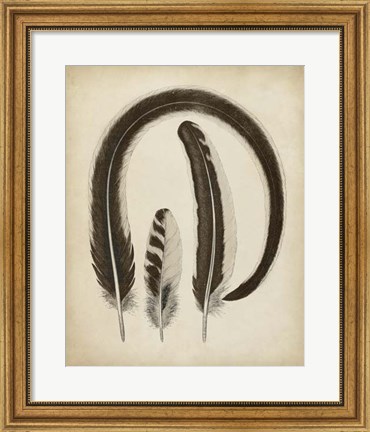 Framed Vintage Feathers III Print