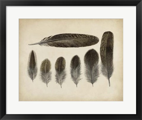Framed Vintage Feathers VI Print