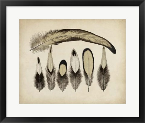 Framed Vintage Feathers VII Print