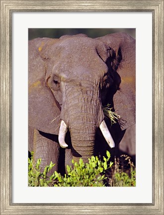 Framed Elephant Tanzania Africa Print
