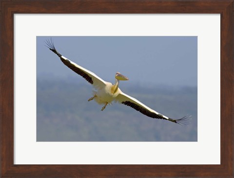 Framed African great white pelican Print