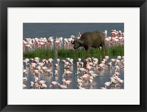 Framed Cape Buffalo and Lesser Flamingos Print