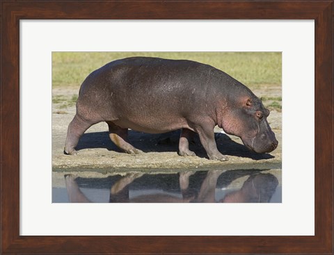 Framed Side profile of a hippopotamus walking, Ngorongoro Crater, Ngorongoro Conservation Area, Tanzania (Hippopotamus amphibius) Print