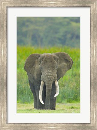 Framed Close-up of an African elephant in a field, Ngorongoro Crater, Arusha Region, Tanzania (Loxodonta Africana) Print