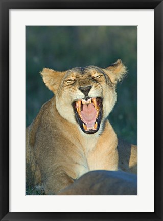 Framed Close-up of a lioness roaring, Ngorongoro Conservation Area, Arusha Region, Tanzania (Panthera leo) Print