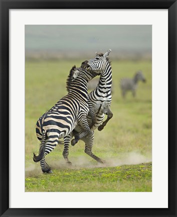 Framed Two zebras fighting in a field, Ngorongoro Conservation Area, Arusha Region, Tanzania (Equus burchelli chapmani) Print