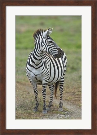 Framed Zebra standing in a field, Ngorongoro Conservation Area, Arusha Region, Tanzania (Equus burchelli chapmani) Print