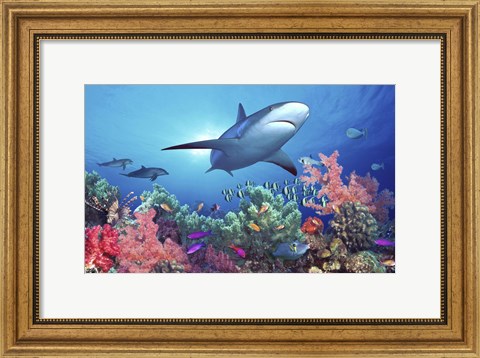 Framed Low angle view of a shark swimming underwater, Indo-Pacific Ocean Print