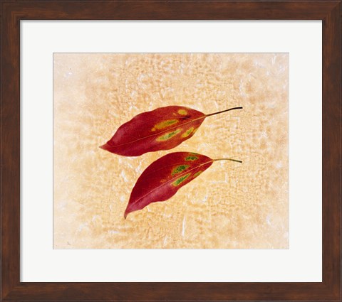 Framed Two red leaves on pink background Print