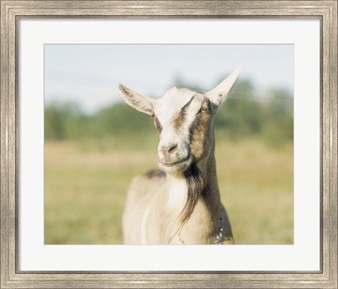 Framed Close-up of a goat, goat cheese farm, Vancouver, Washington Print