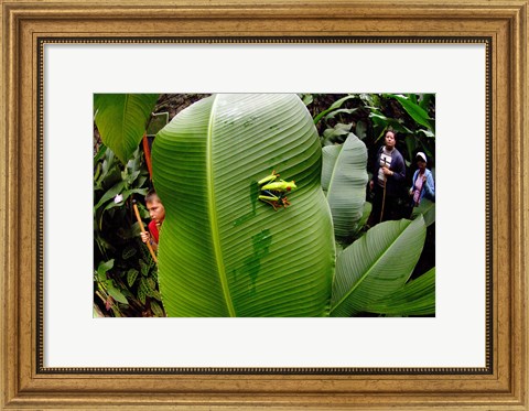 Framed Close-up of a Red-Eyed Tree frog (Agalychnis callidryas) sitting on a banana leaf, Costa Rica Print