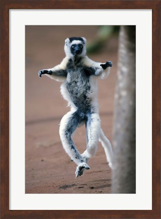 Framed Close up of Verreaux&#39;s sifaka Monkey dancing in a field, Berenty, Madagascar Print