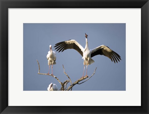 Framed Three White storks (Ciconia ciconia) perching on branches, Tarangire National Park, Tanzania Print