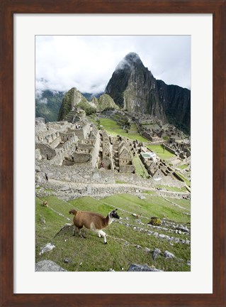 Framed High angle view of Llama (Lama glama) with Incan ruins in the background, Machu Picchu, Peru Print