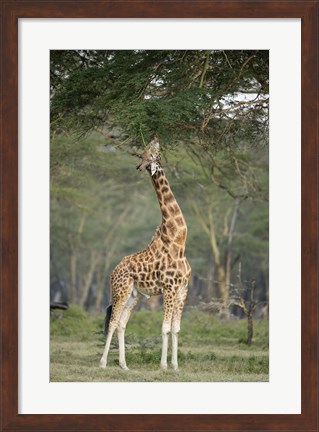 Framed Rothschild giraffe (Giraffa camelopardalis rothschildi) feeding on tree leaves, Lake Nakuru National Park, Kenya Print