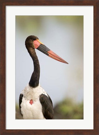 Framed Close-up of a Saddle Billed stork (Ephippiorhynchus Senegalensis) bird, Tarangire National Park, Tanzania Print