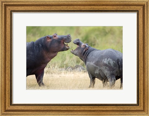 Framed Two hippopotamuses (Hippopotamus amphibius) sparring in a forest, Ngorongoro Crater, Ngorongoro, Tanzania Print