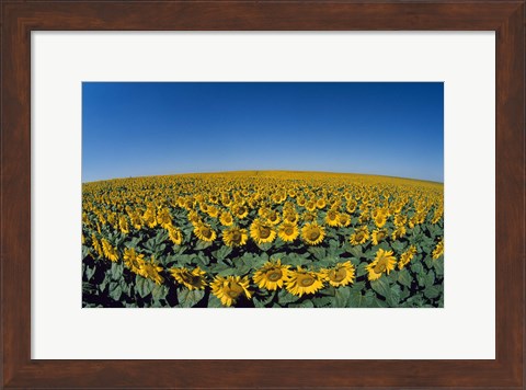 Framed Sunflowers (Helianthus annuus) in a field Print
