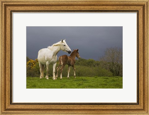 Framed Mare and Foal, Co Derry, Ireland Print