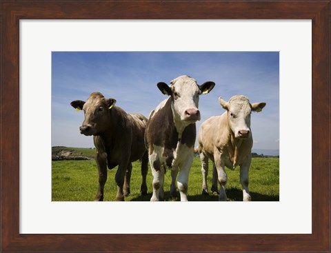 Framed Cattle, County Waterford, Ireland Print